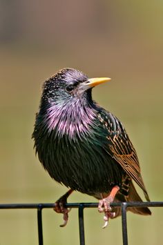 a black and purple bird sitting on top of a metal fence next to a green field