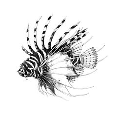 a black and white drawing of a lion fish