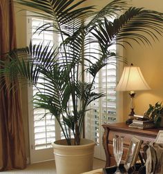 a living room filled with furniture and a potted plant