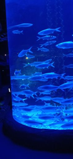 a large aquarium filled with lots of fish in it's tank at night time