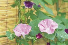 three pink and purple flowers are in a vase