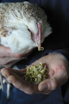 a person holding a bird in their hands with seed sprouts coming out of it's beak