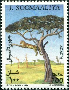 a postage stamp with an image of a cheetah in a tree and the words j somaaliya on it