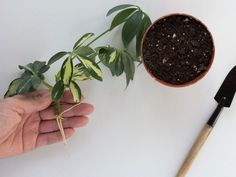 a hand holding a plant next to a potted plant on a white table top