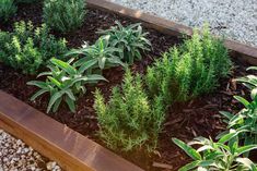 some plants are growing in a garden bed