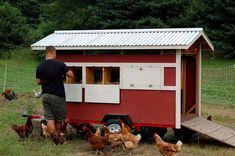 a man standing in front of a red and white chicken coop with chickens around it