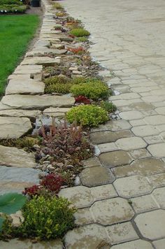 a stone path with plants growing between it