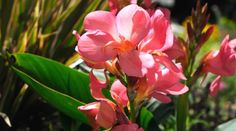 some pink flowers are blooming in the sun and green leaves on the other side