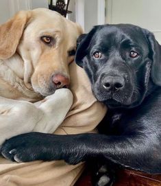 two large dogs laying on top of each other