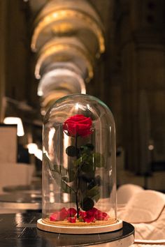 a red rose under a glass dome on a table