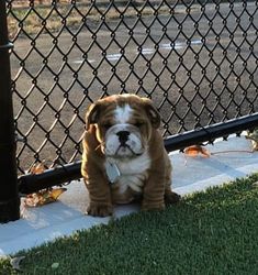 a brown and white dog sitting on the ground next to a fence