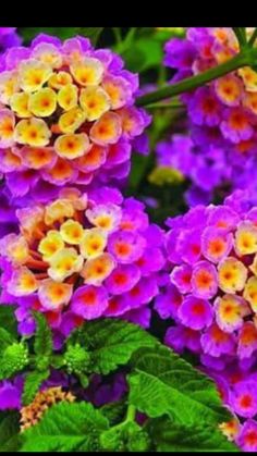 purple and yellow flowers with green leaves