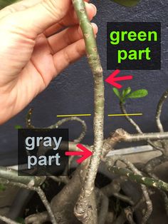 a hand is holding a plant with green parts and gray part labeled in the bottom right corner