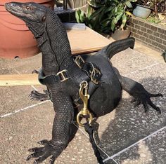 an iguana is chained to a post on the ground with chains around its neck