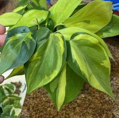 a person holding up a green leafy plant in front of other plants on a table