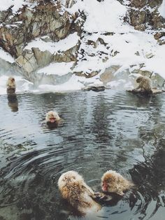 three snow monkeys are swimming in the water