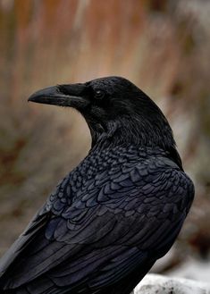 a large black bird sitting on top of a rock