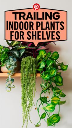 there is a sign that says trailing indoor plants for shelves