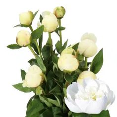 a vase filled with white flowers on top of a table