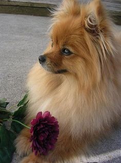 a small brown dog sitting next to a purple flower