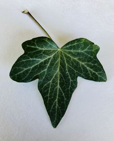 a green leaf laying on top of a white surface