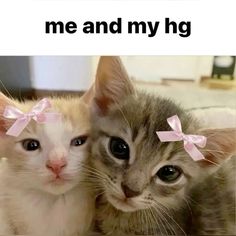 two kittens with bows on their heads are laying next to each other and the caption says, me and my hg