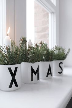 an image of some plants in pots with the word xmas written on one side