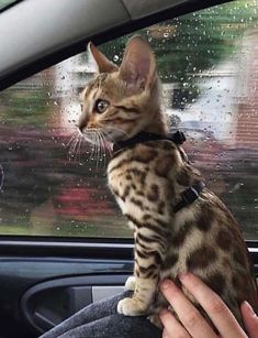 a cat sitting in the passenger seat of a car being held up by someone's hand