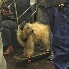 a small dog is standing on a skateboard in the middle of a crowded area