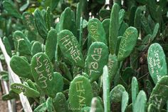 some green plants with writing on them