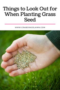 Things to Look Out for When Planting Grass Seed How To Plant Grass, Fescue Grass Seed, Sod Grass, Fescue Grass