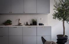 a potted plant sitting on top of a kitchen counter next to a sink and oven