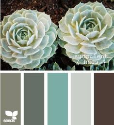 the color scheme is green, brown and white with two large succulents