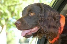 a brown dog sitting in the back seat of a car with its tongue hanging out