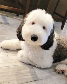 a white and brown dog laying on top of a floor next to a wooden table