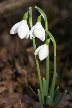 three white flowers with green stems in the woods