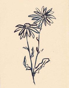 a drawing of two daisies on a white background