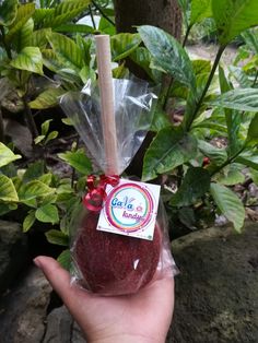 a hand holding an apple wrapped in plastic and tied with a red ribbon around it