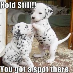 two dalmatian puppies playing with each other