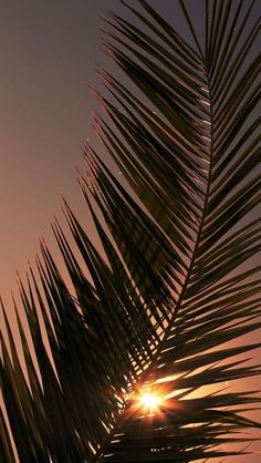 the sun is setting behind a palm tree