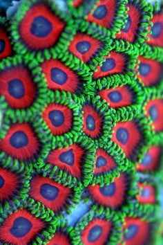 close up view of red and green sea anemones on the bottom of a coral