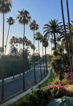 palm trees line the side of a road