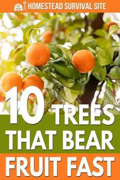 an orange tree with the words 10 trees that bear fruit fast