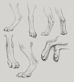 the legs and feet of a dog are drawn in pencil