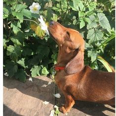 a brown dog sniffing a white flower in its mouth and looking up into the air