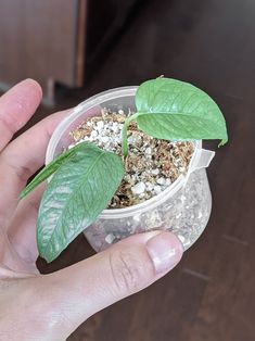 a person holding up a small potted plant with leaves on it's top