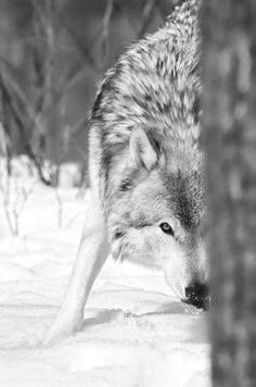 a wolf is walking through the snow with its mouth open