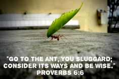 an ant crawling on the ground with a quote from prove 6 6 written above it