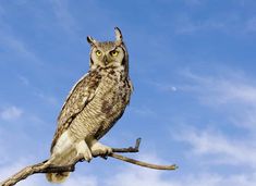 an owl sitting on top of a tree branch with blue sky in the back ground