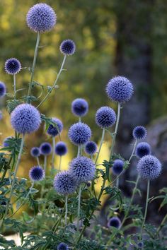 some blue flowers are growing in the grass